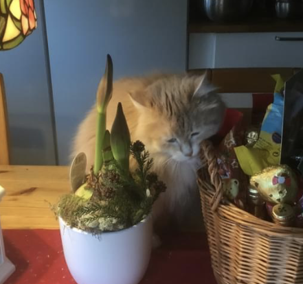 Sibirisk katt Magni
